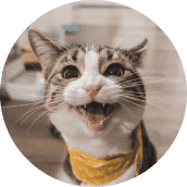 Katzenversicherung: Rundumschutz für unsere Samtpfoten