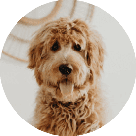 Hundeversicherung: Rundumschutz für unsere Vierbeiner