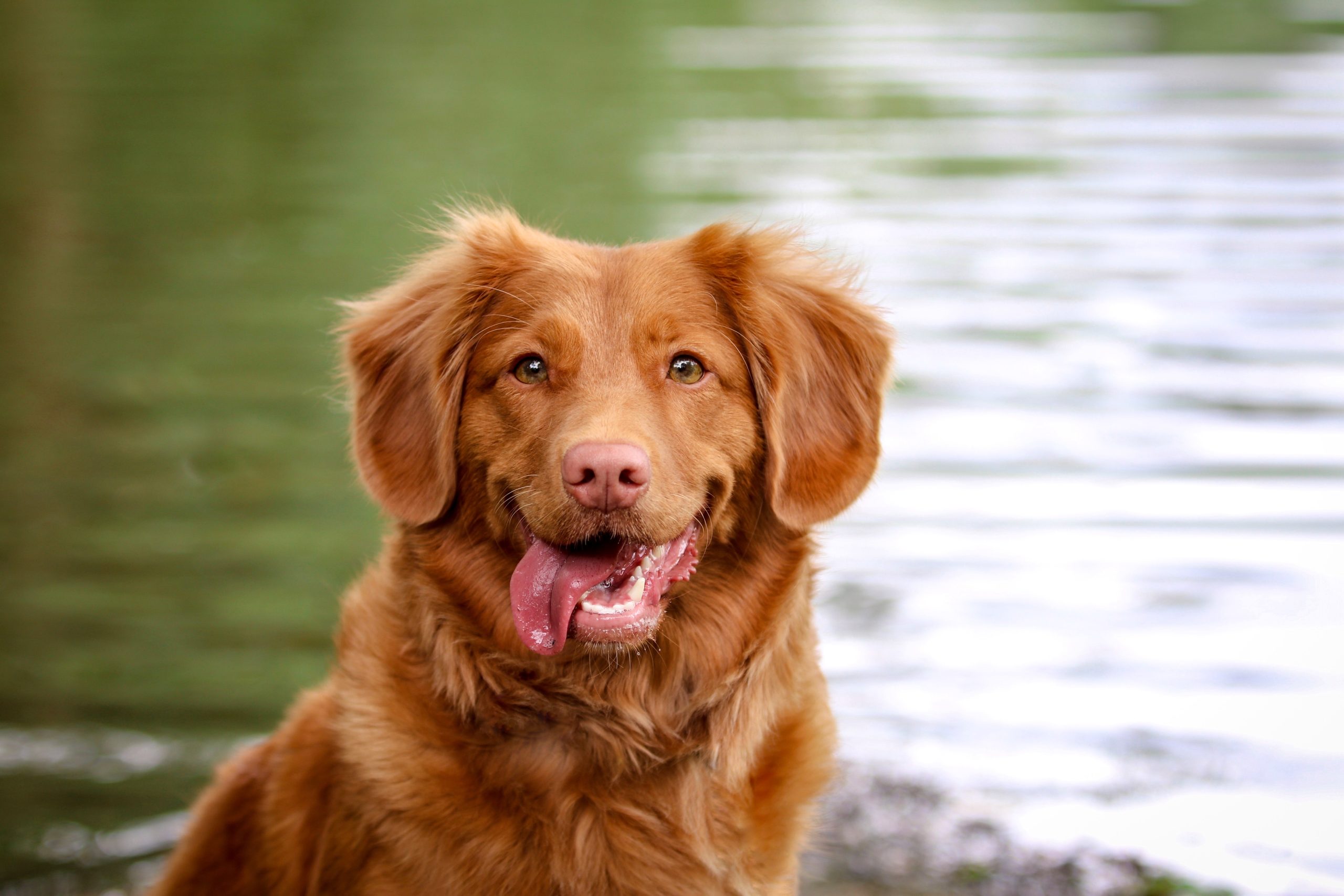 Hund am Badesee,Hundestrand,Hundesee,Hund schwimmen, Mit dem Hund am Badesee: Worauf du achten solltest und welche Gefahren lauern